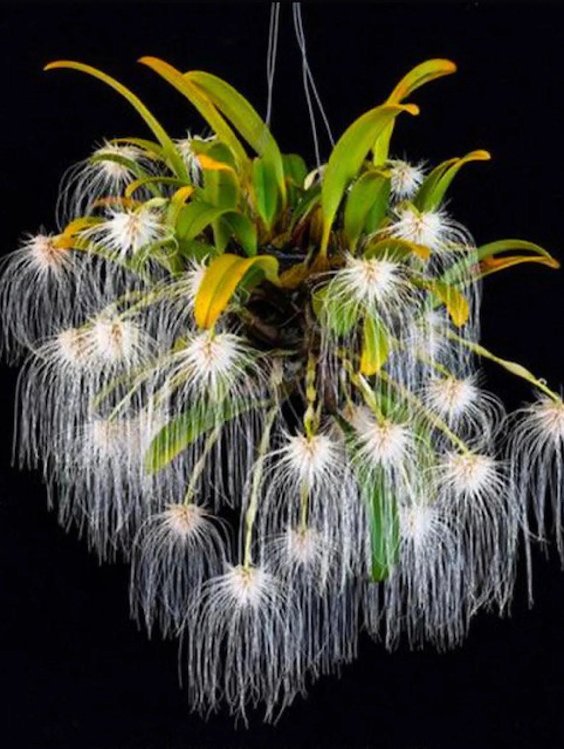 Bulbophyllum medusae — Bulbophyllum, photographed at the nursery