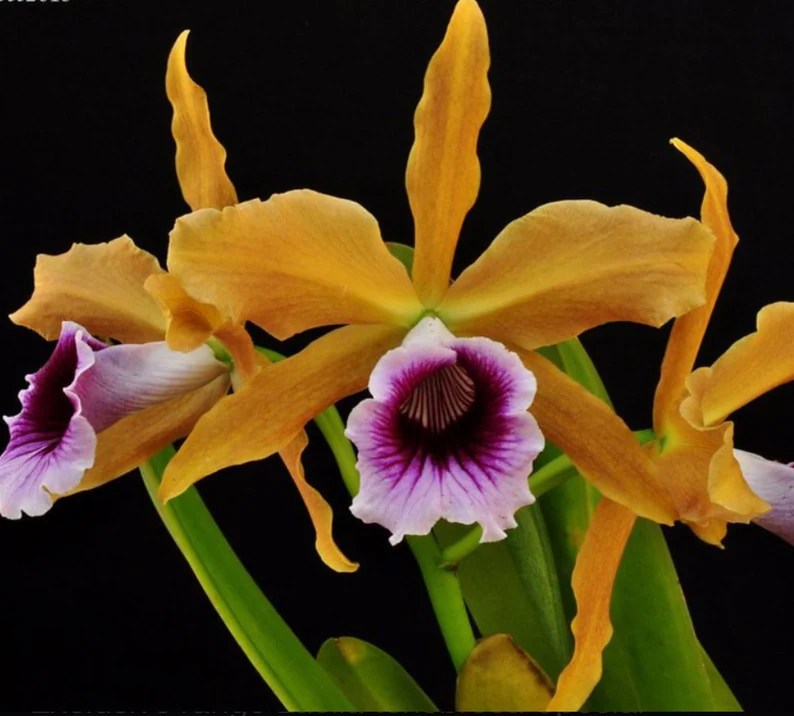 Cattleya tenebrosa (Gold x Yellow) — Cattleya, photographed at the nursery