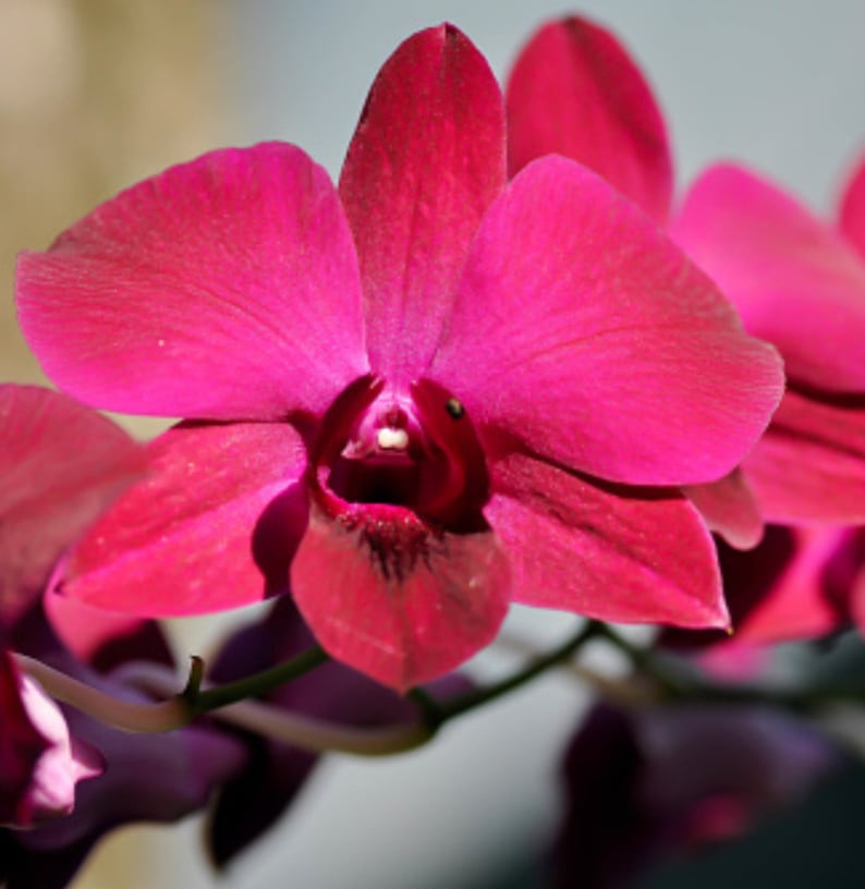 Dendrobium Valentine Red — Dendrobium, photographed at the nursery