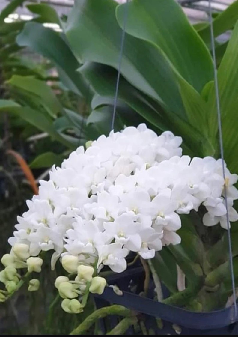 Foxtail Rhynchostylis gigantea var. alba — Rhynchostylis, photographed at the nursery