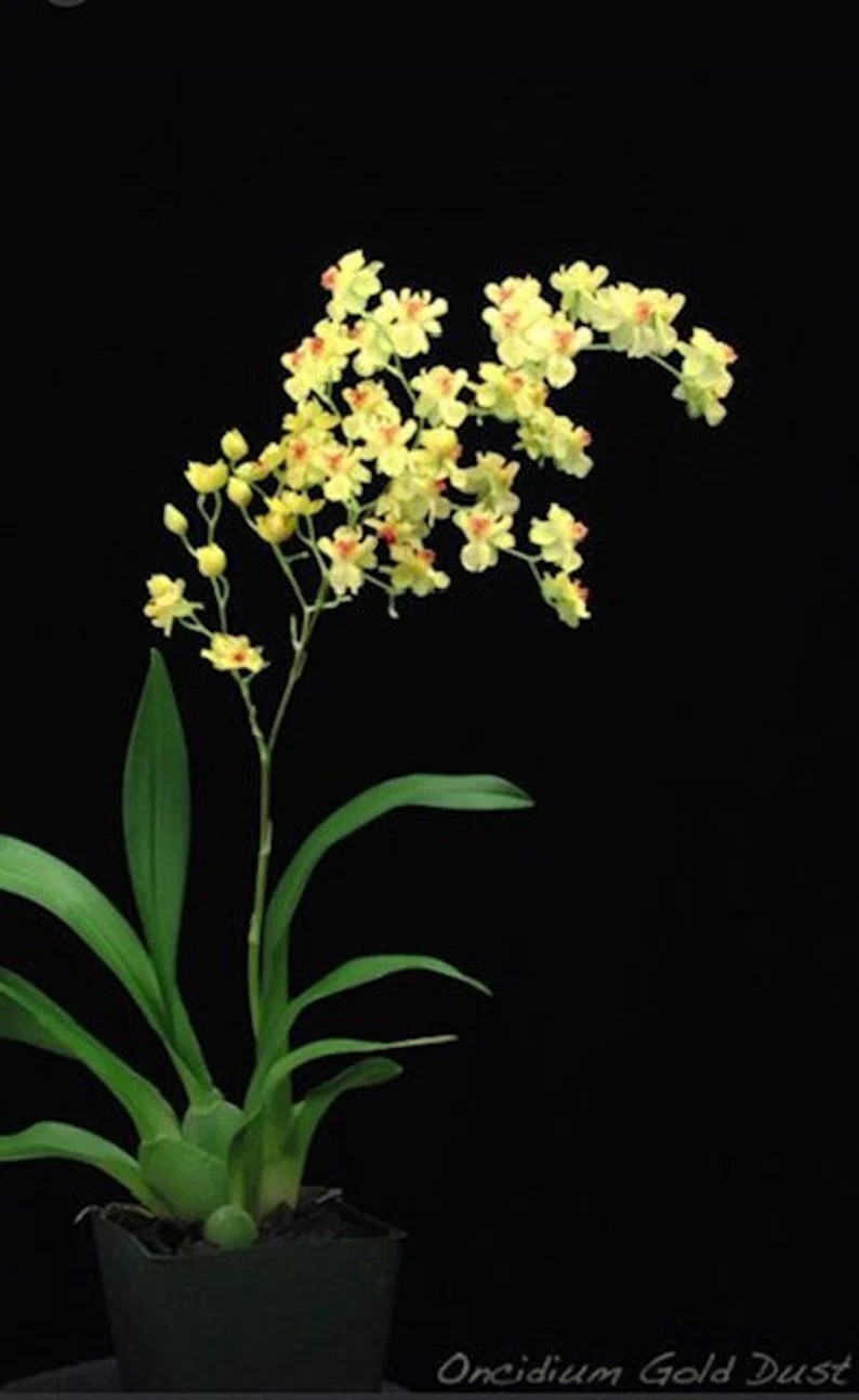 Oncidium Gold Dust (Onc. Twinkle x Onc. cheirophosum) — Oncidium, photographed at the nursery