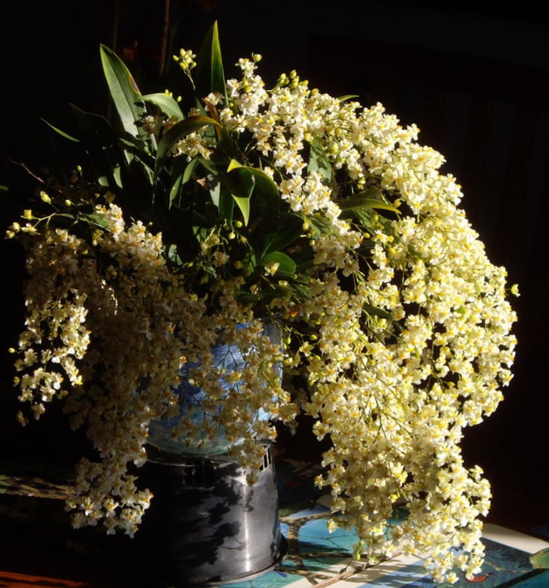 Oncidium Twinkle ‘Fantasy’ — Oncidium, photographed at the nursery
