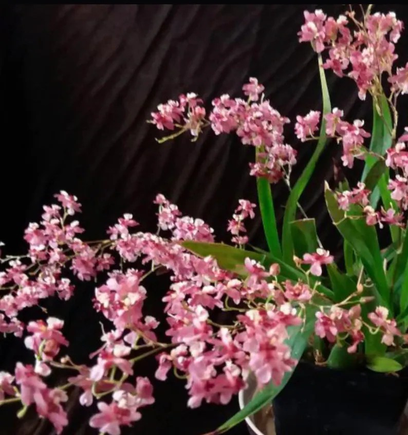 Oncidium Twinkle 'Pink Profusion' — Oncidium, photographed at the nursery